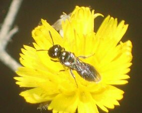 Syrphidae(Fa) sp004 flower
